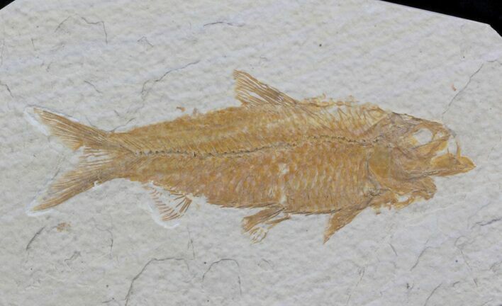 Knightia Fossil Fish - Wyoming #36861